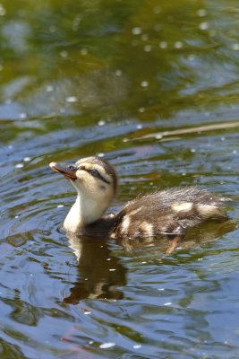 Duckling