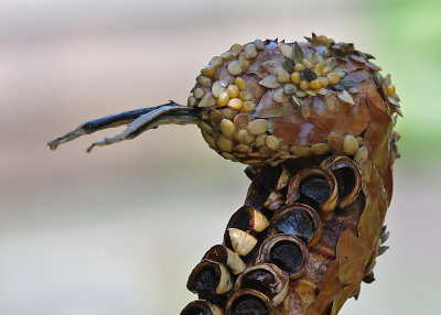 Chinese Snake topiary
