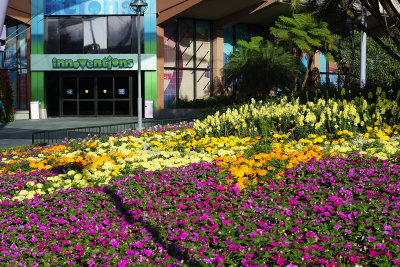 Flowers at EPCOT