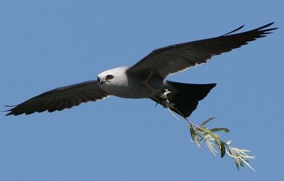 Mississippi Kite