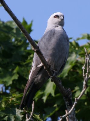 Mississippi Kite