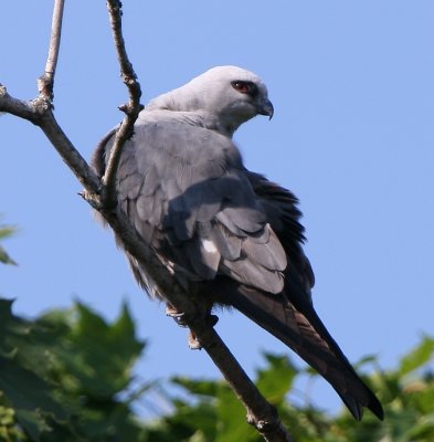 Mississippi Kite