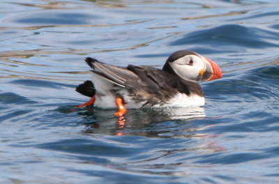 Atlantic Puffin