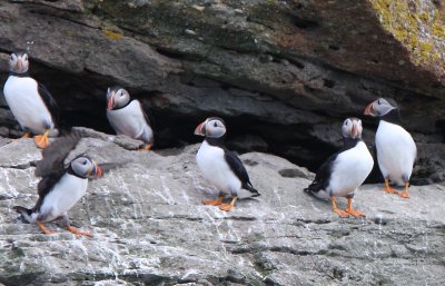 Atlantic Puffin