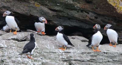 Atlantic Puffin