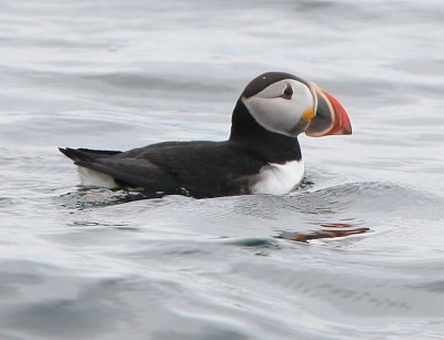 Atlantic Puffin