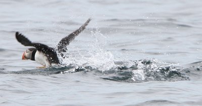 Atlantic Puffin