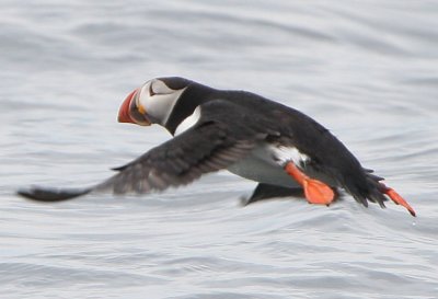 Atlantic Puffin