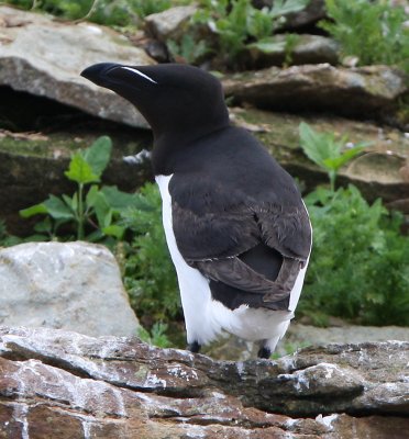 Razorbill