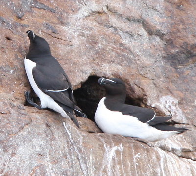 Razorbills