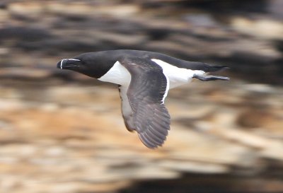 Razorbill