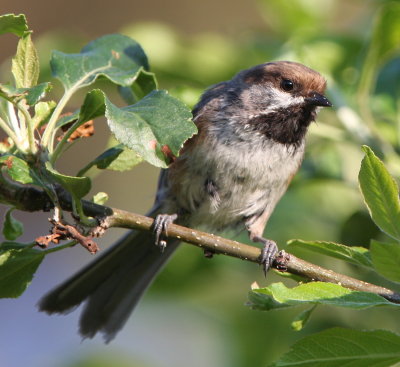 Boreal Chickadee