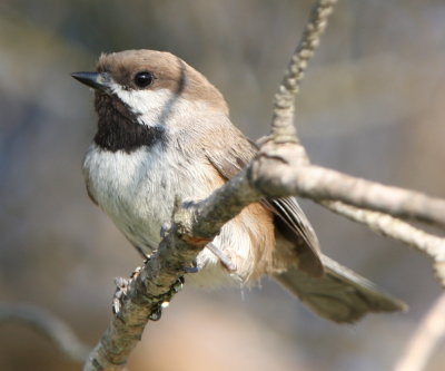 Boreal Chickadee
