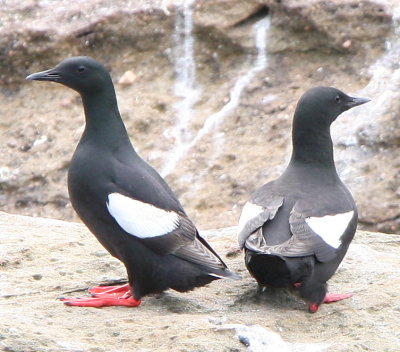 Black Guillemot