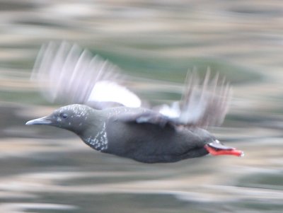 Black Guillemot