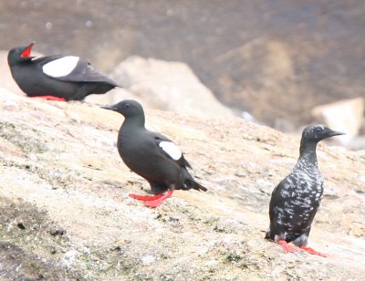 Black Guillemot