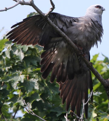 Mississippi Kite (female)