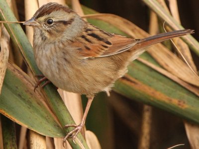 Towhees, Sparrows, & Allies