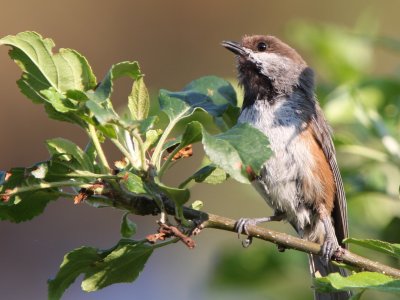 Boreal Chickadee