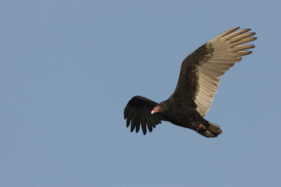 American Vultures