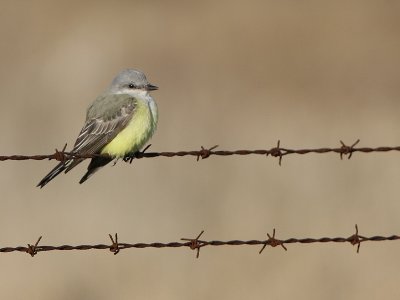 Western Kingbird (Tyrannus verticalis)