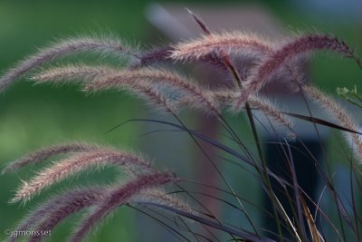 _MG_7920.jpg