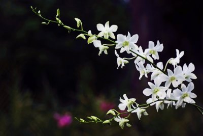 Dendrobium 'Eng Siak Loy'