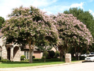 Tyler's Crape Myrtles