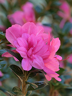 Encore Azalea