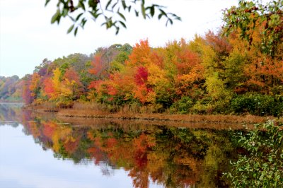 Fall Foliage.jpg