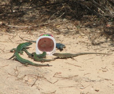 Lizards Love Yogurt - The Proof. Es Calo 2008