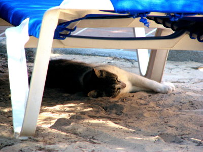 Cool Cat - Formentera 2008