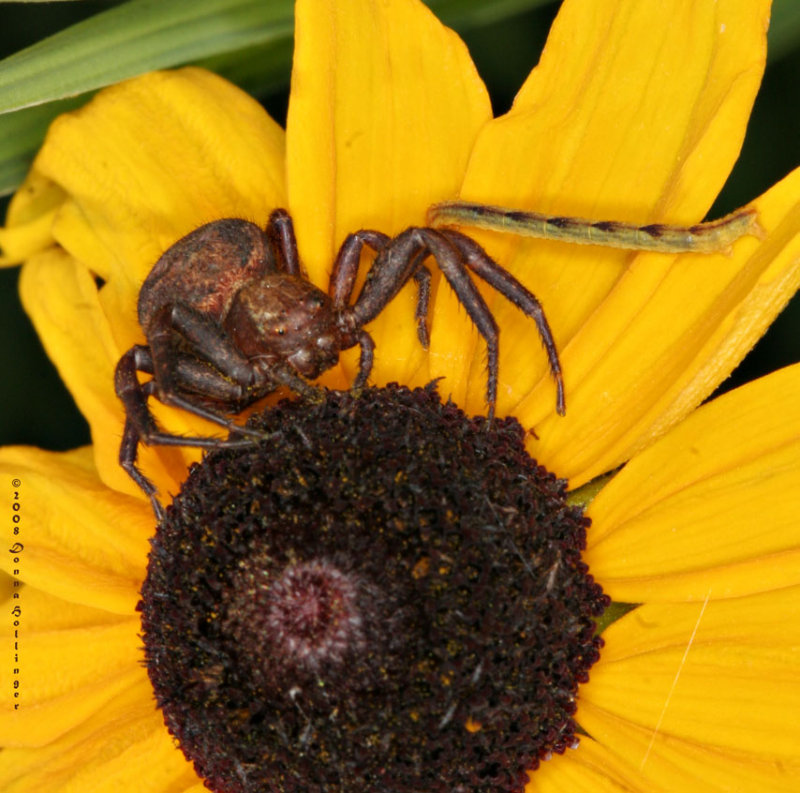 Elegant  Crab Spider Ready To Eat!