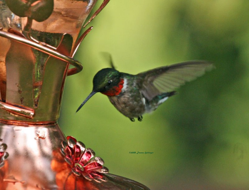 Ruby Throated Hummingbird