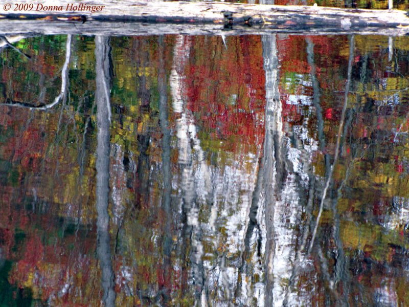 Reflection Of Birches On The Beaver Pond