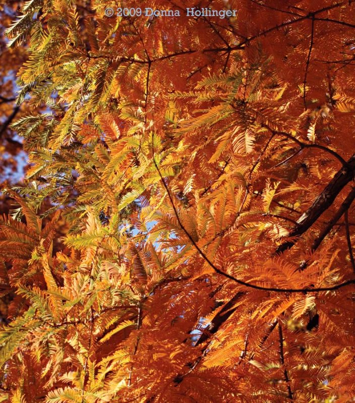 Metasequoia leaves