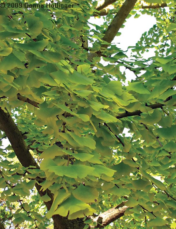 Gingko Leaves