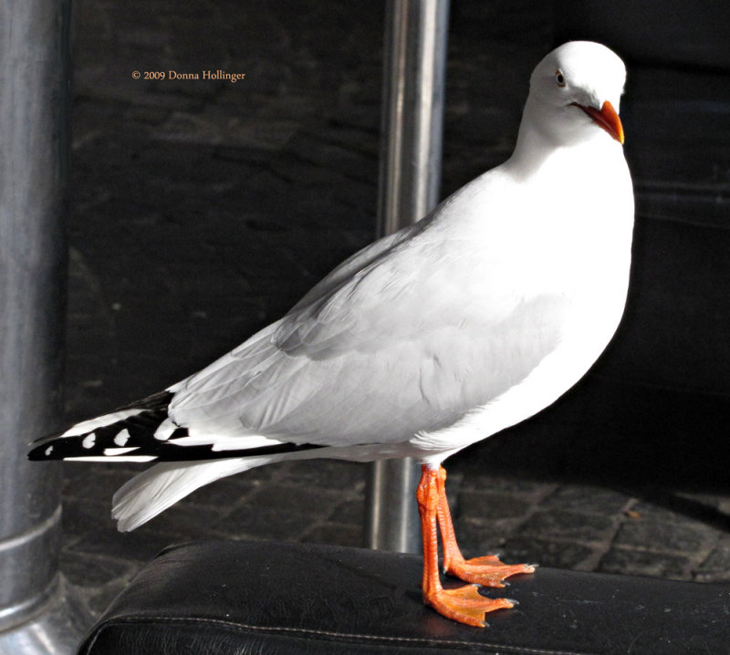 Sea Gull