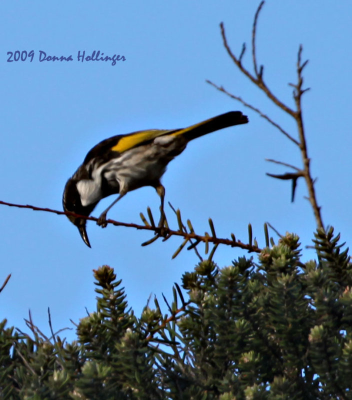 A Honeyeater