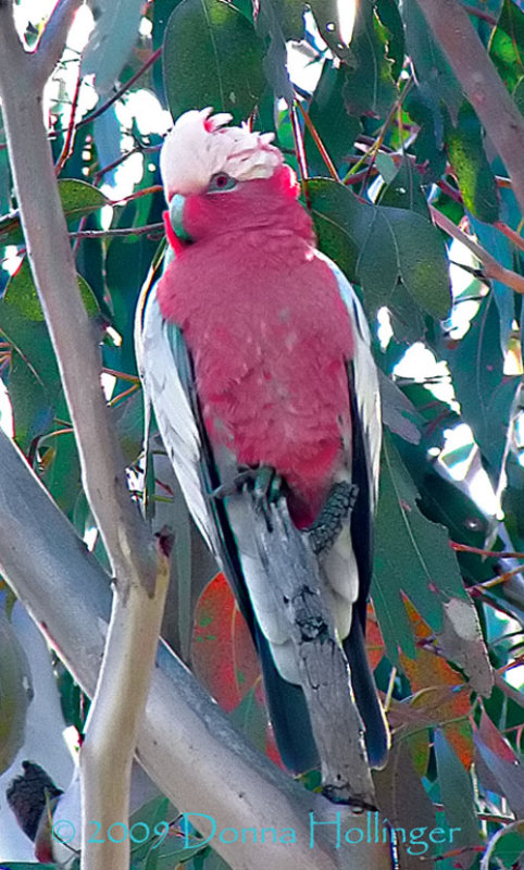 Galah (Parrot) My Favorite Bird!