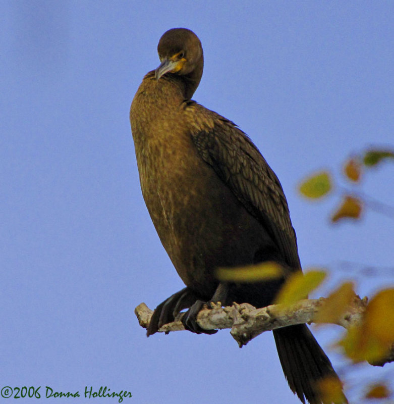 Cormorant Keeping an Eye on Things