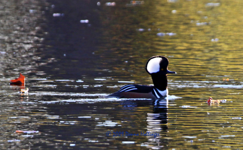 Male Hooded Merganser Stretching His Neck
