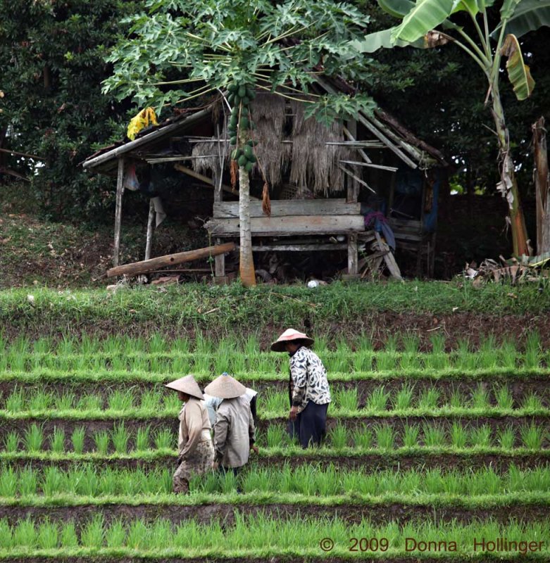 Teerraced Rice Farming