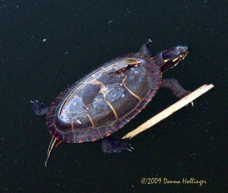 Painted Turtle This Morning