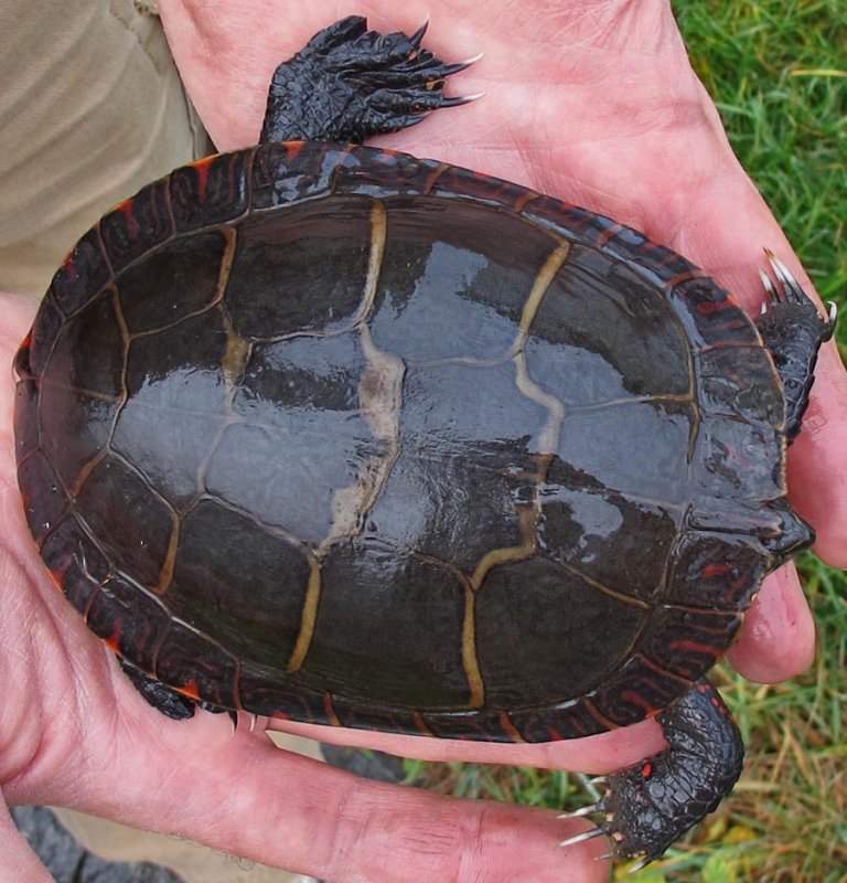 Rescued Turtle Carapace
