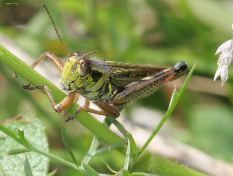 Headshot of a grasshopper this summer
