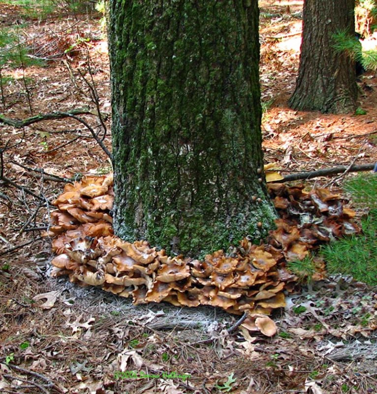 Fairy Ring