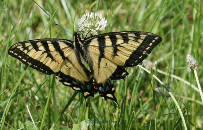 Tiger Swallowtail