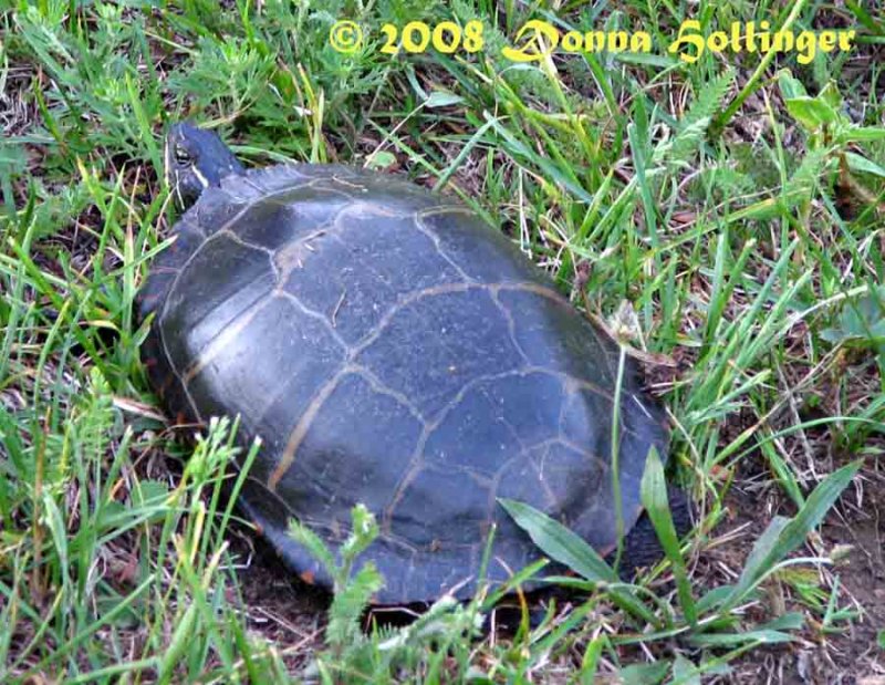 Painted Turtle