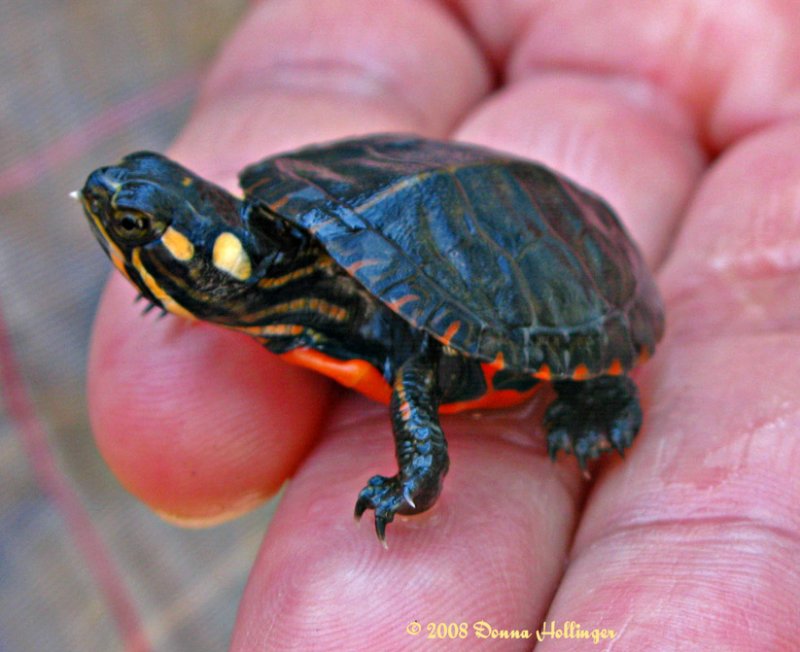 Infant Painted Turtle